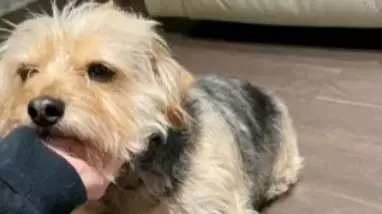 Dog Left Looking Like A Different Breed After Hilarious Grooming Attempt