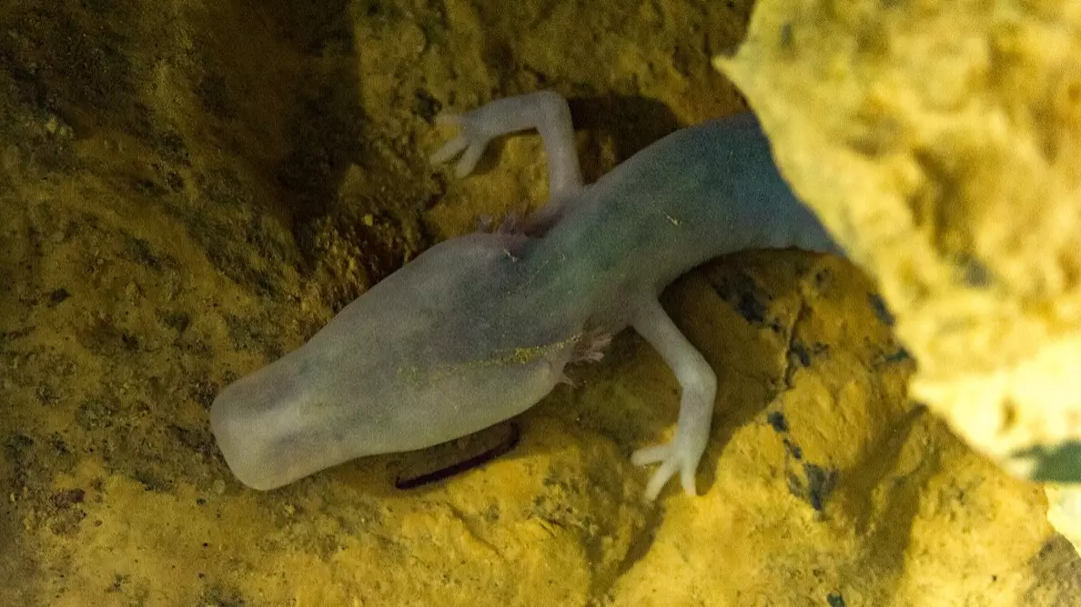 Rare Salamander Didn't Move For More Than Seven Years, Study Finds