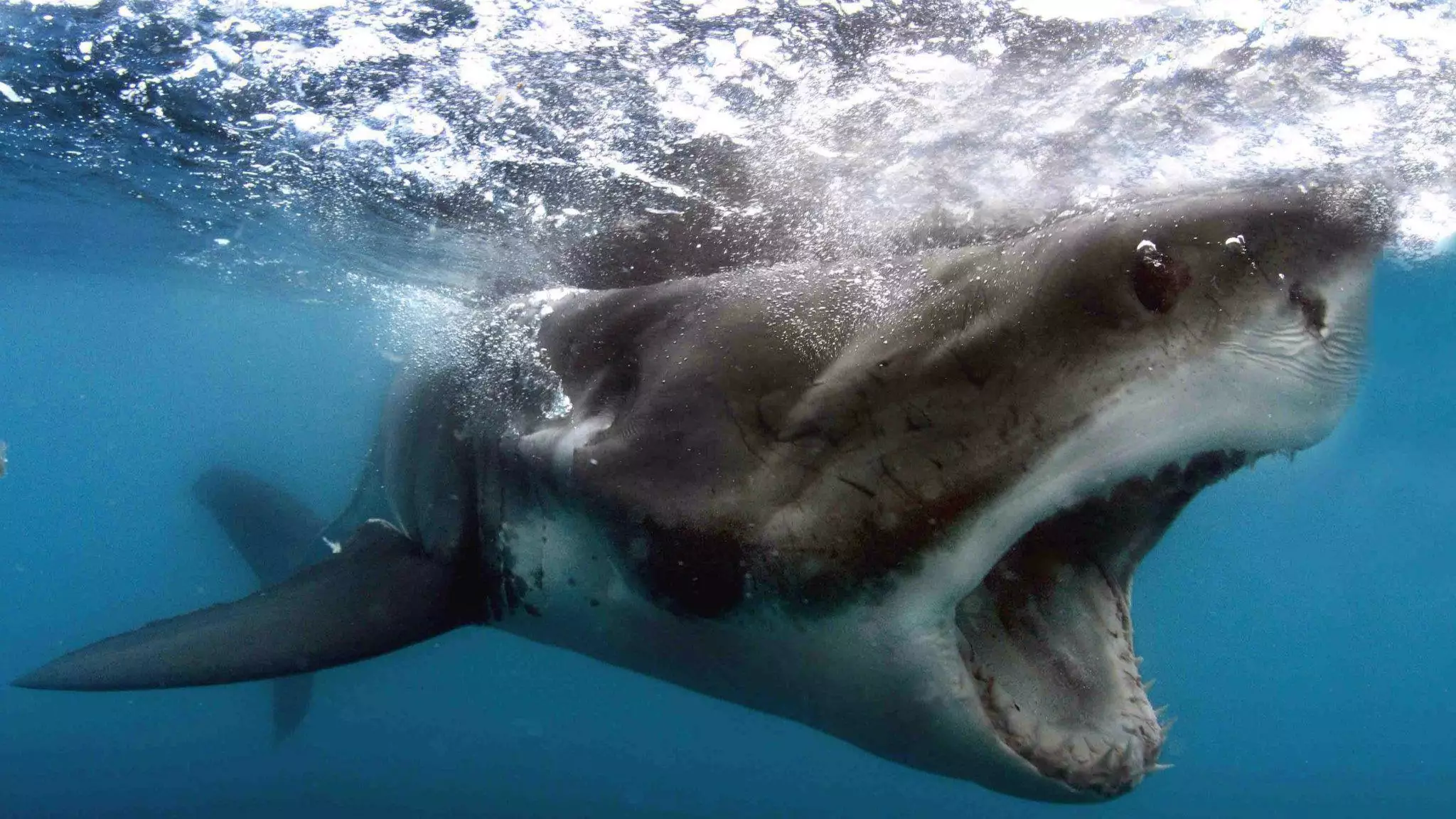 Turns Out There's A Reason You Don't See Great White Sharks In Aquariums
