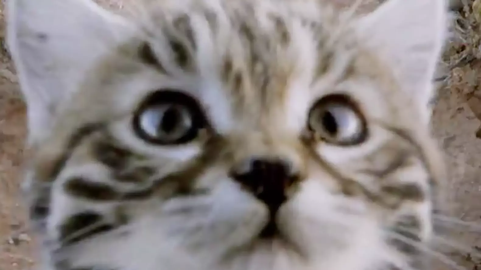 Meet The World's Deadliest (And Cutest) Cat