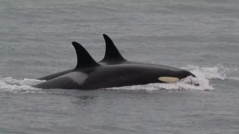 ​Grieving Orca Finally Lets Go Of Dead Calf After Carrying It For 17 Days
