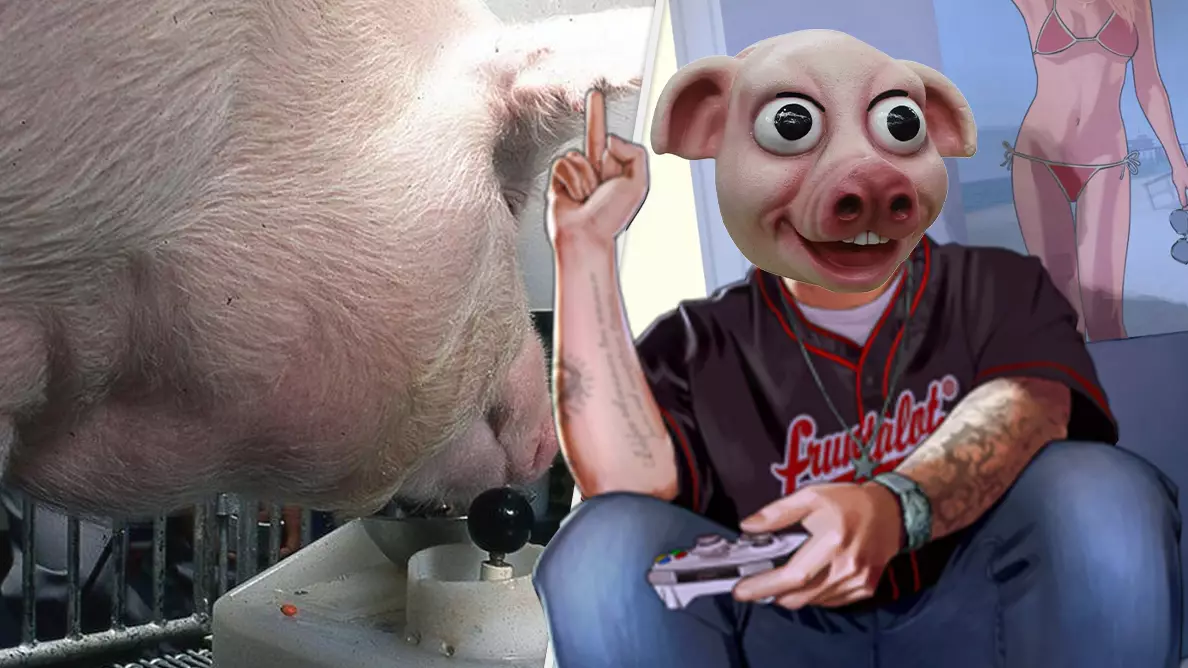Scientists Discover Pigs Enjoy Playing Video Games With Their Friends 