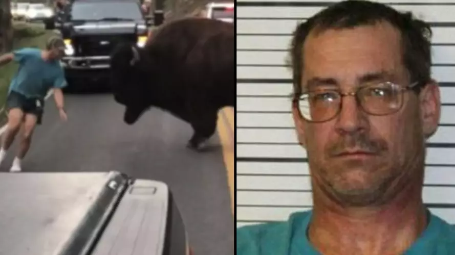 Tourist Who Got Out Of Car To Taunt Bison Has Been Arrested