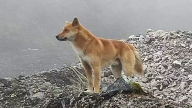 Ancient Breed Of Singing Dog Seen In Wild For First Time In 50 Years