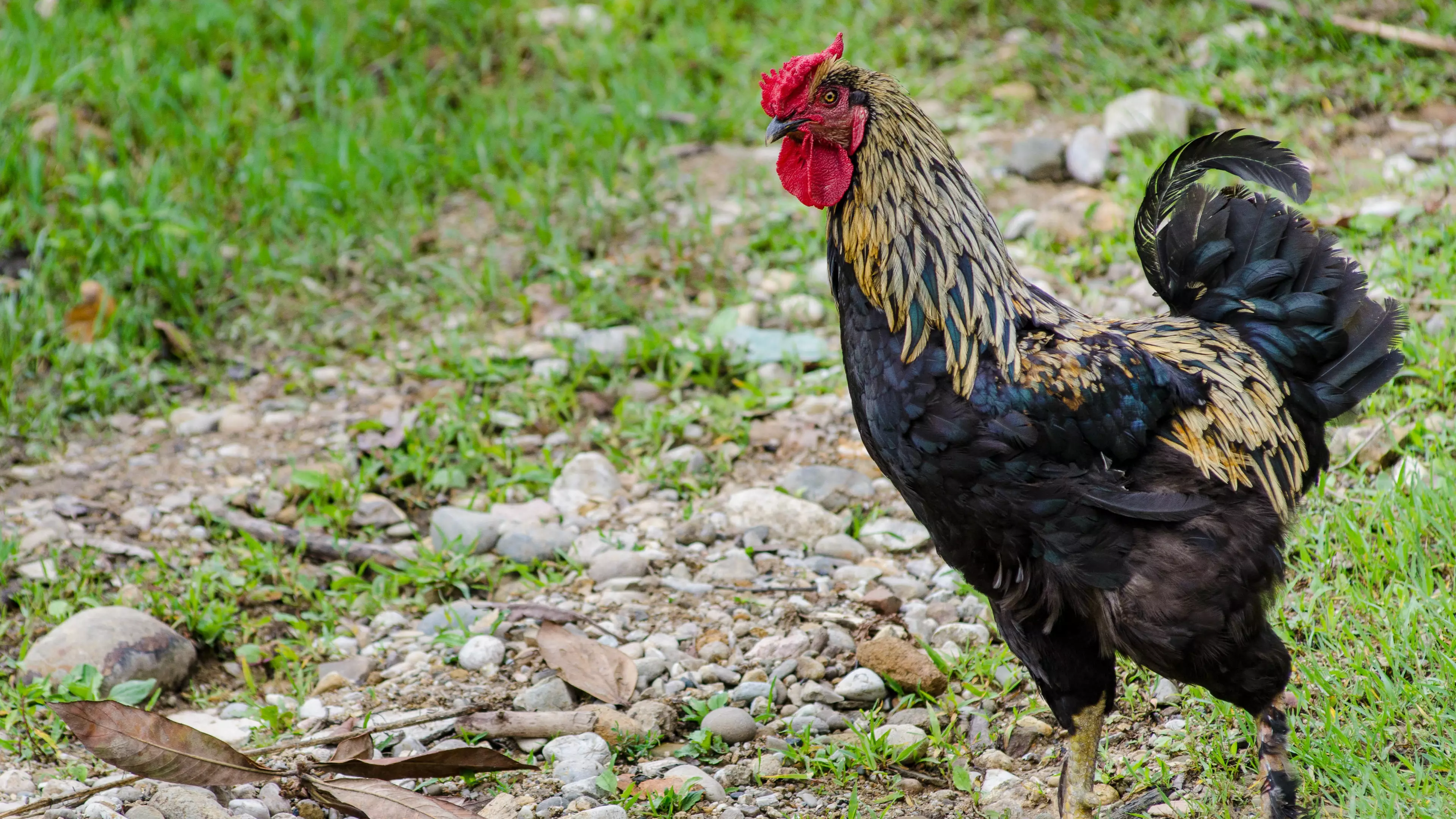 An Australian Woman Has Been Killed By Her Pet Rooster