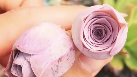 Pink Rose Succulents Have Landed On Etsy And We Need Them