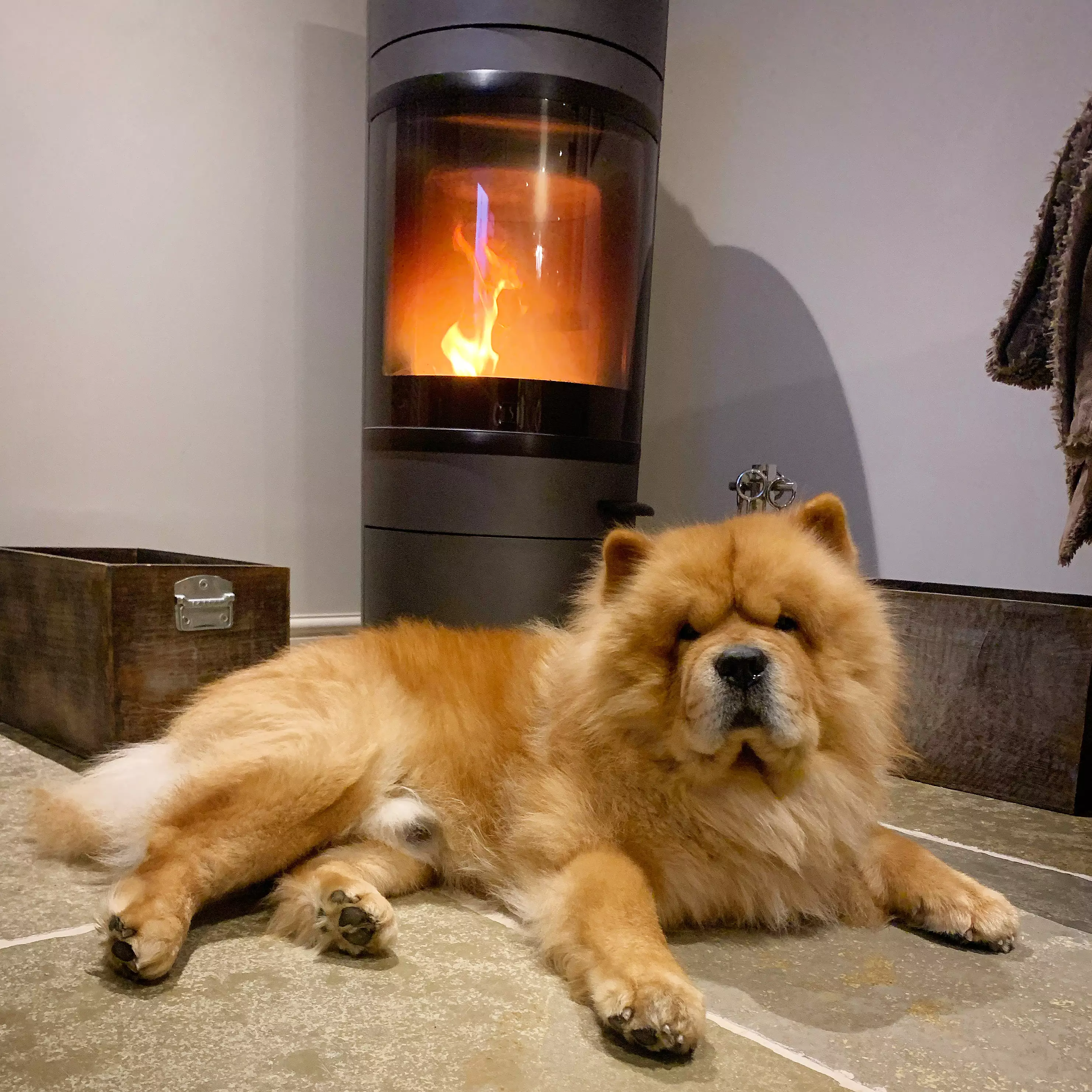 You can chill out with your dog infront of the fire in a luxury cottage (