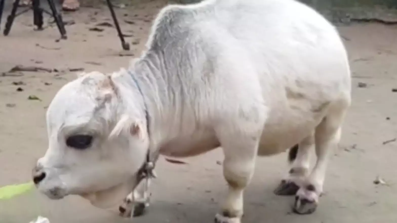 'Smallest Cow In The World' Is Just 50cm Tall As A Fully Grown Adult