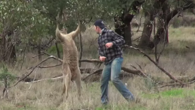 Zookeeper Who Punched Kangaroo In The Face Receiving Threats From Animal Activists