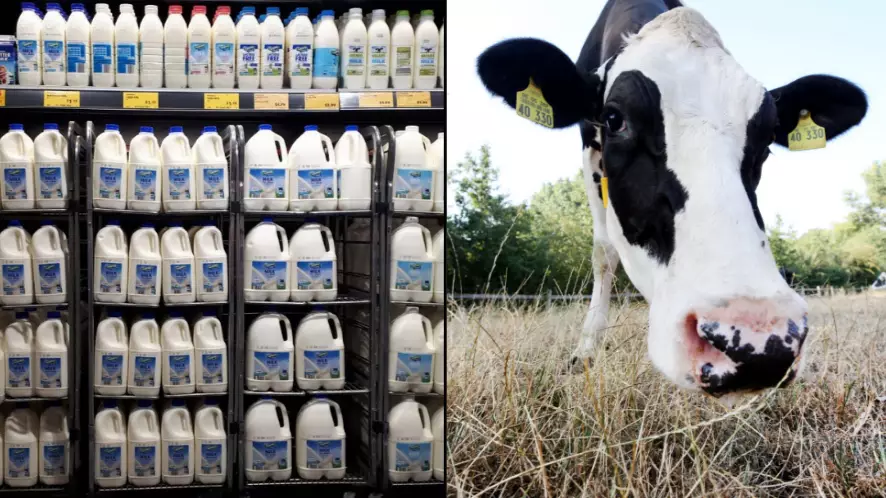 Coles And Aldi Are Raising The Cost Of Milk And Passing The Money Onto Farmers