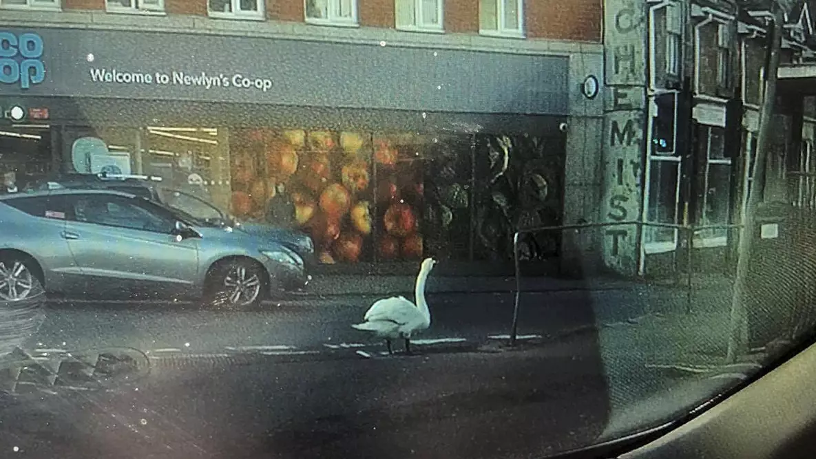 Residents Of A Fishing Town Turn Vigilante As They Chase Swan Killer