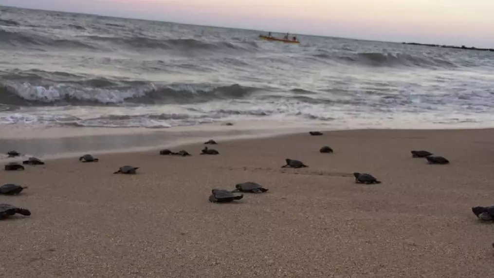 Endangered Hawksbill Turtles Hatch On Beach Deserted Due To Covid-19 In Brazil