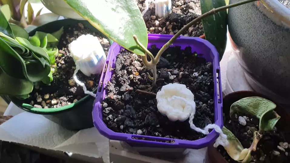Aussie Discovers Tampon Hack To Ensure You Don’t Kill Your House Plants