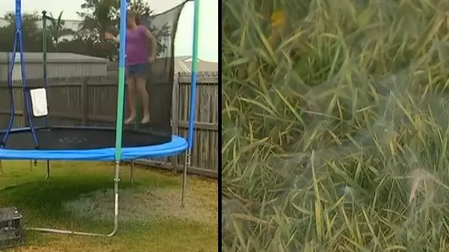 Mum Shocked To Find Patch Of Dew Is Actually Huge Cobweb Of Spiders 