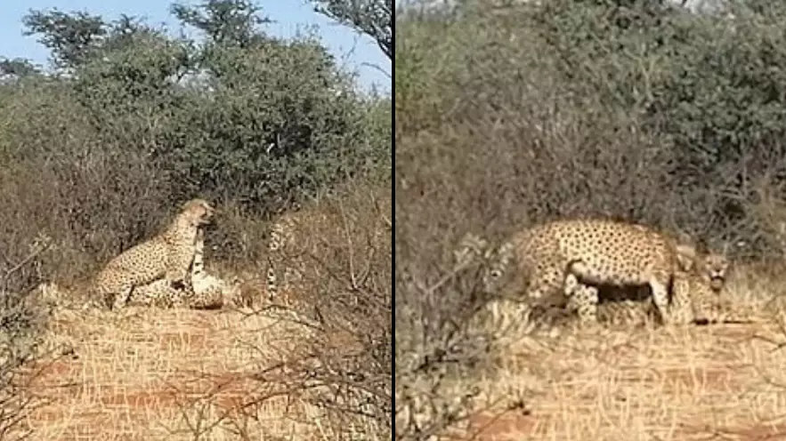 Rare Sighting Of Cheetahs Having A Threesome Caught On Film