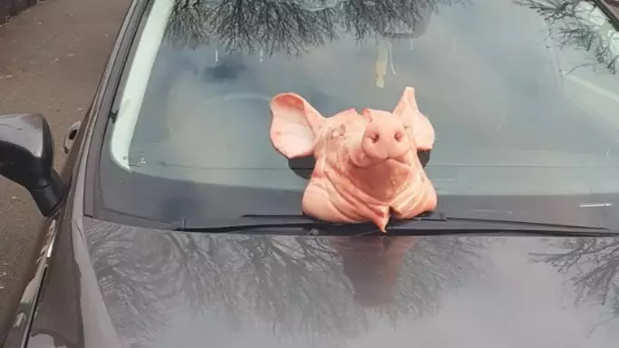Policewoman Leaves For Work To Discover A Pig's Head On Her Car