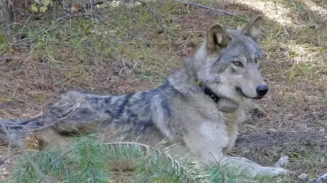 Endangered Wolf Dies Alone After Walking 9,000 Miles To Find Mate