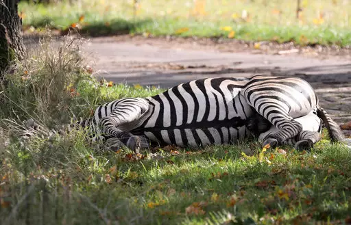 A runaway circus zebra lies shot dead.