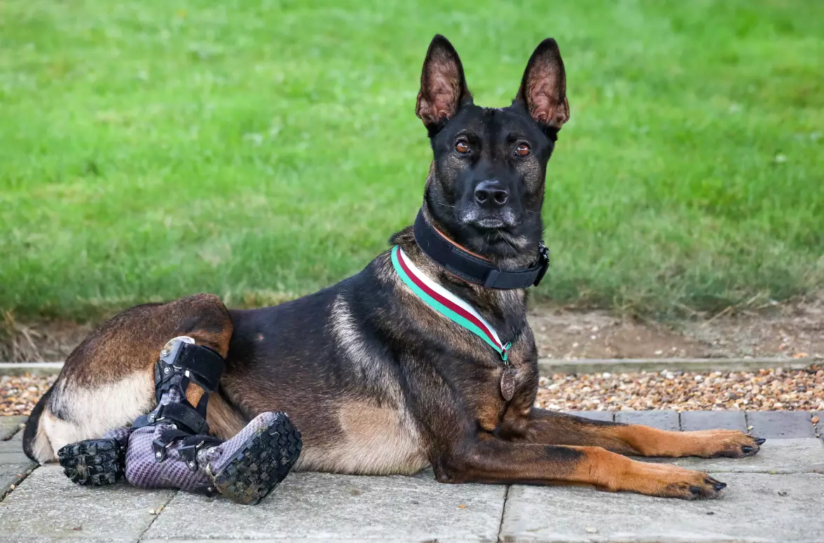 Military Dog Awarded Animals' Victoria Cross For Tackling Al-Qaeda Insurgents
