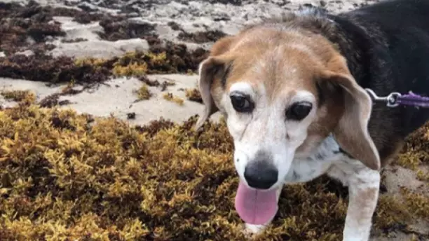Woman Creates Doggy Bucket List After Her Pet Was Diagnosed With Terminal Cancer