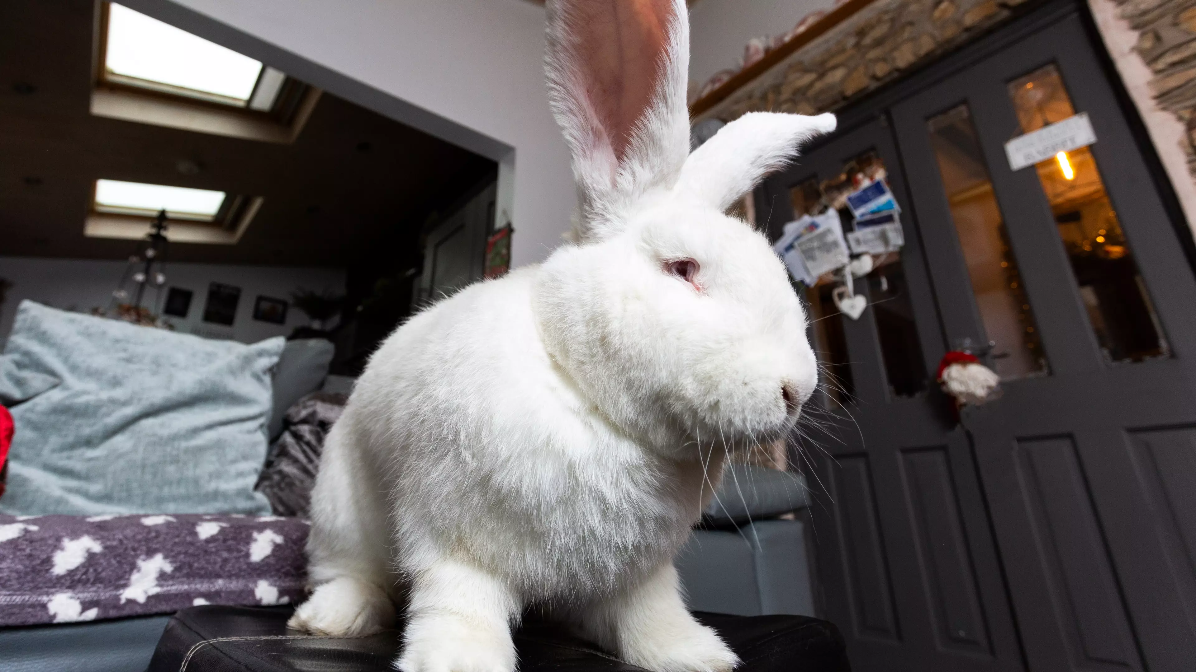 Giant Rabbit Has Its Own Bedroom And Is Pursuing Modelling Career