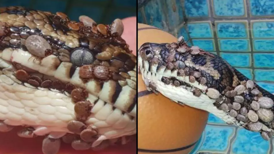 Python Rescued From A Pool After It Was Covered In Over 500 Ticks