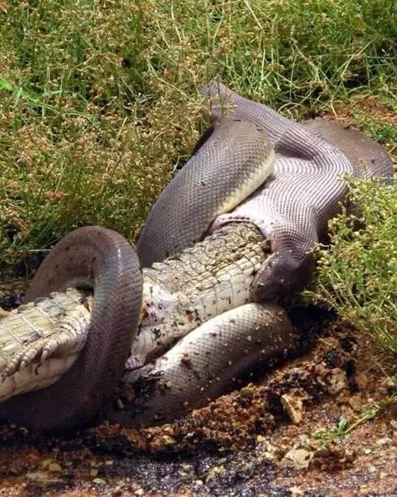 Pictures show an olive python eating a crocodile whole.