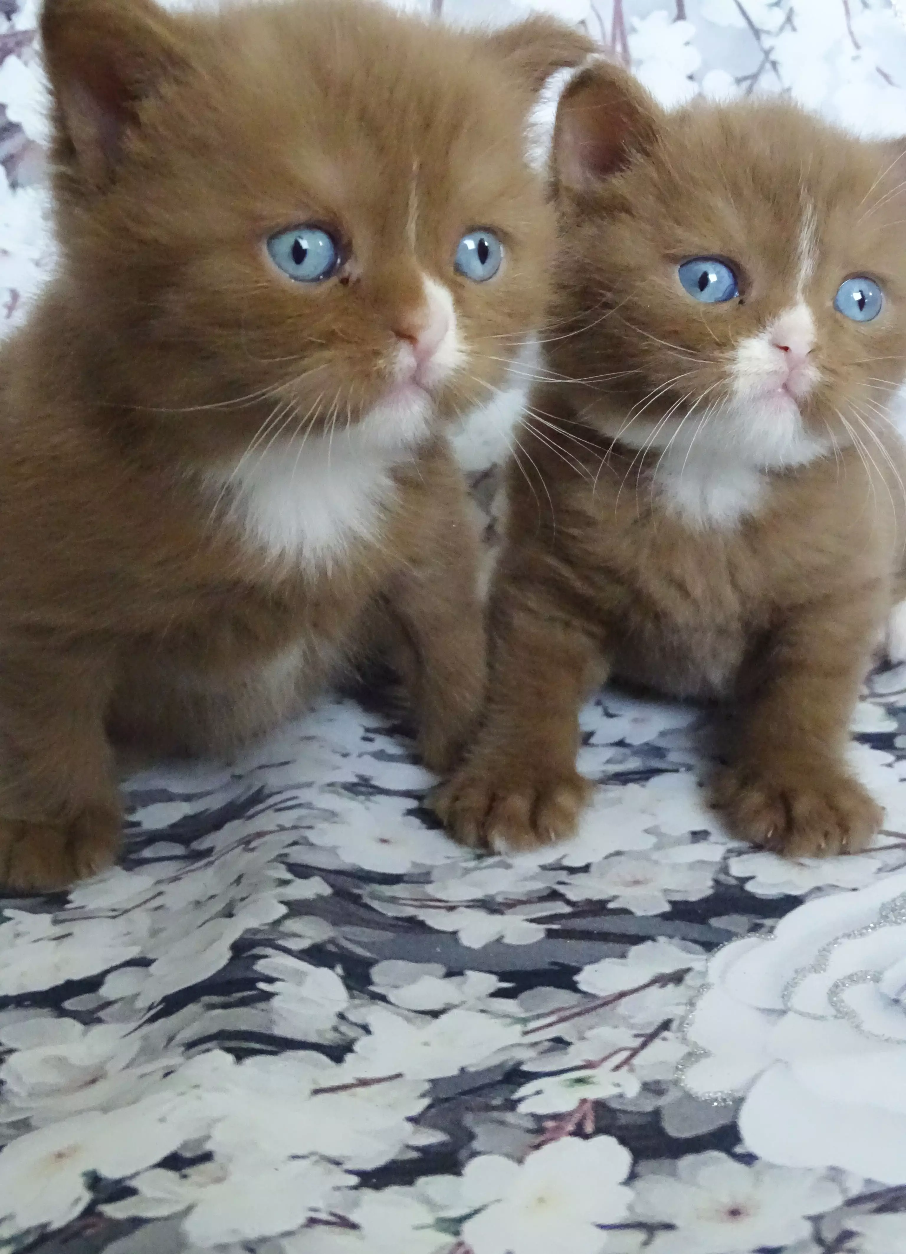 These ginger kitties have blue eyes just like their dad (