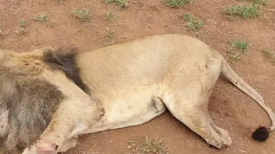 Poachers Kill Lions And Hack Off Body Parts At South African Ranch