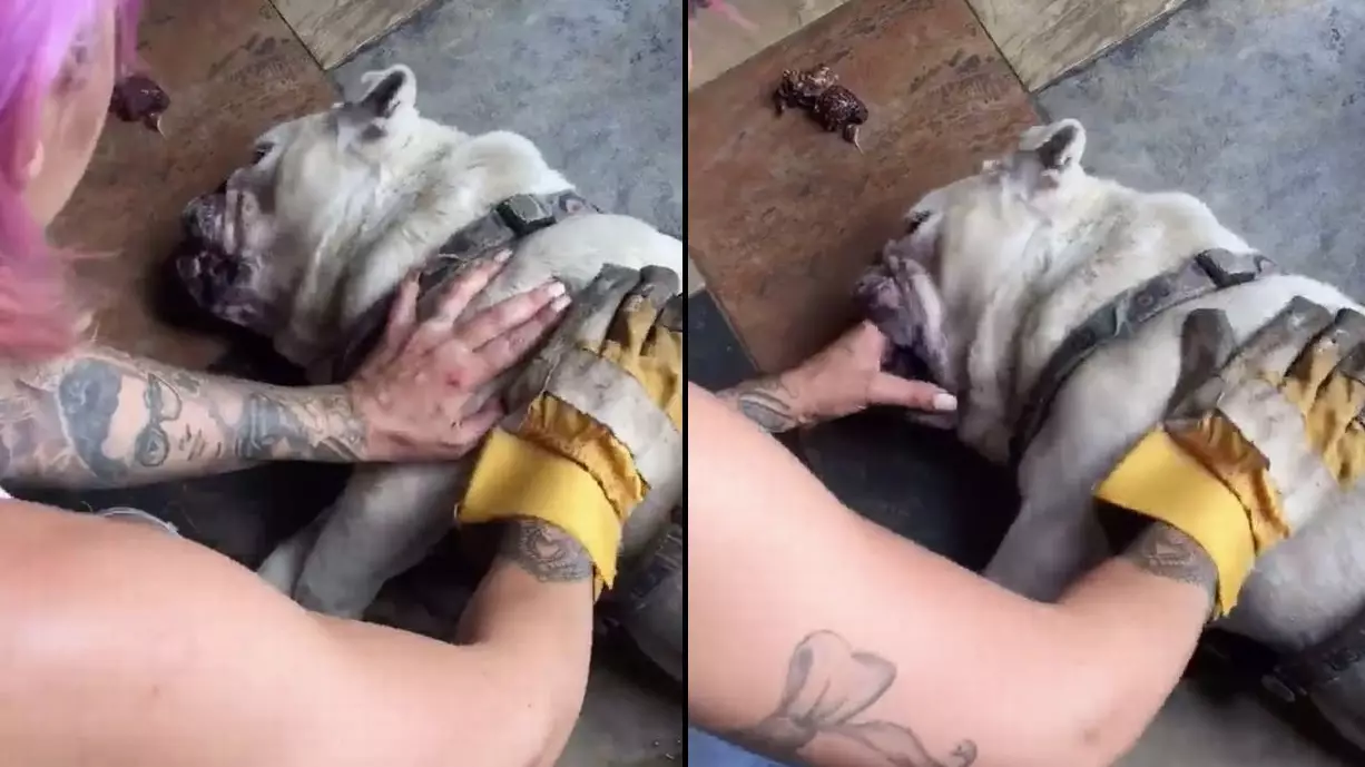Jodie Marsh Saves Her Dog's Life And Shares Video To Spread Awareness