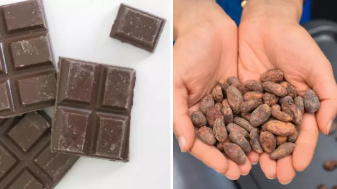 Professor Says Chocolate Is Better For You Than Cough Syrup