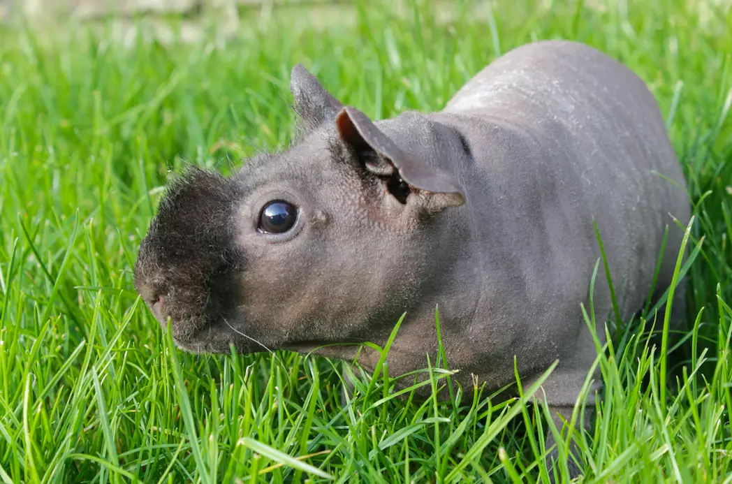 The hairless guinea pigs have a little fur on their nose and feet (