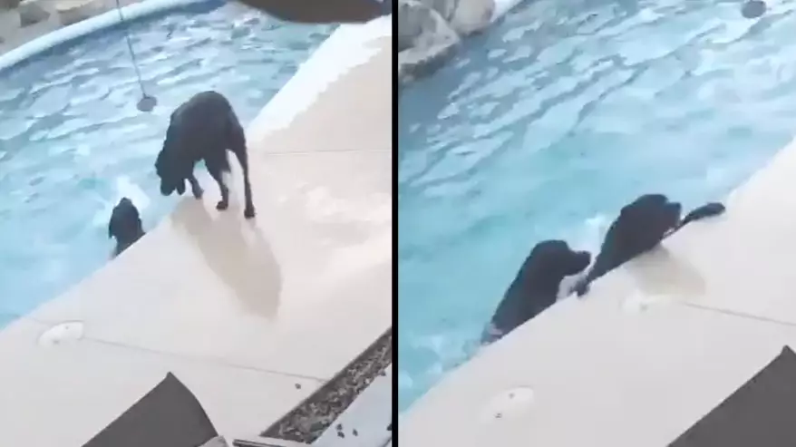 Dog Falls In Pool And Starts Drowning But His Best Friend Saves His Life