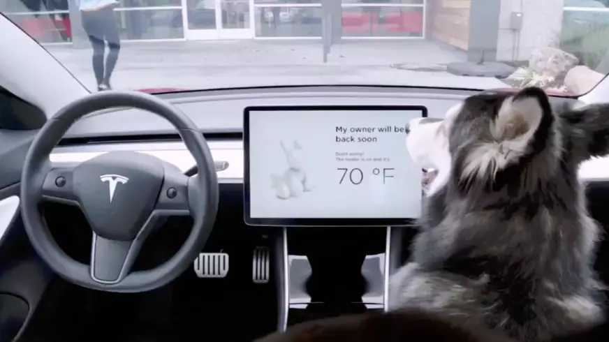 Tesla Debuts New Feature That Tells You If Your Pet Is Okay