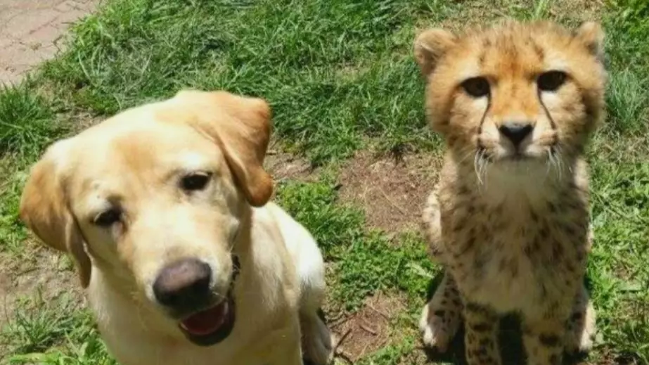 Cheetah Given Emotional Support Dog At Zoo Because She's So Nervous