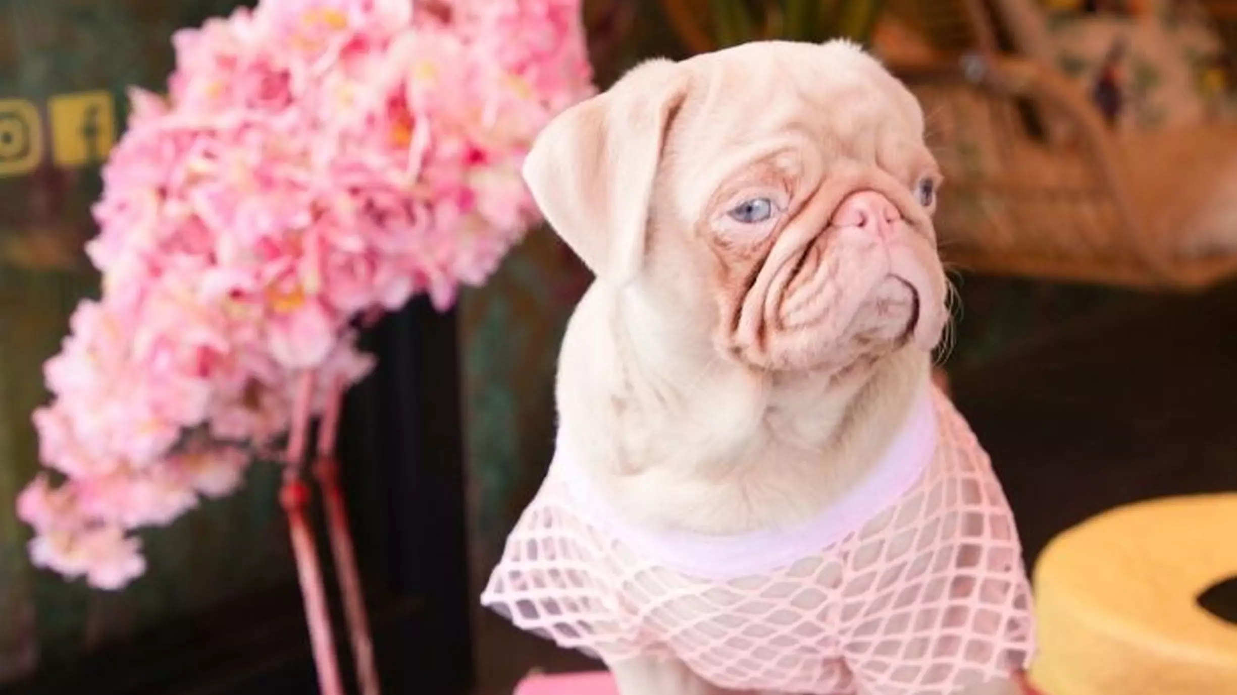 Rare Pink Pug Finds Online Fame With 55,000 Followers On Instagram 