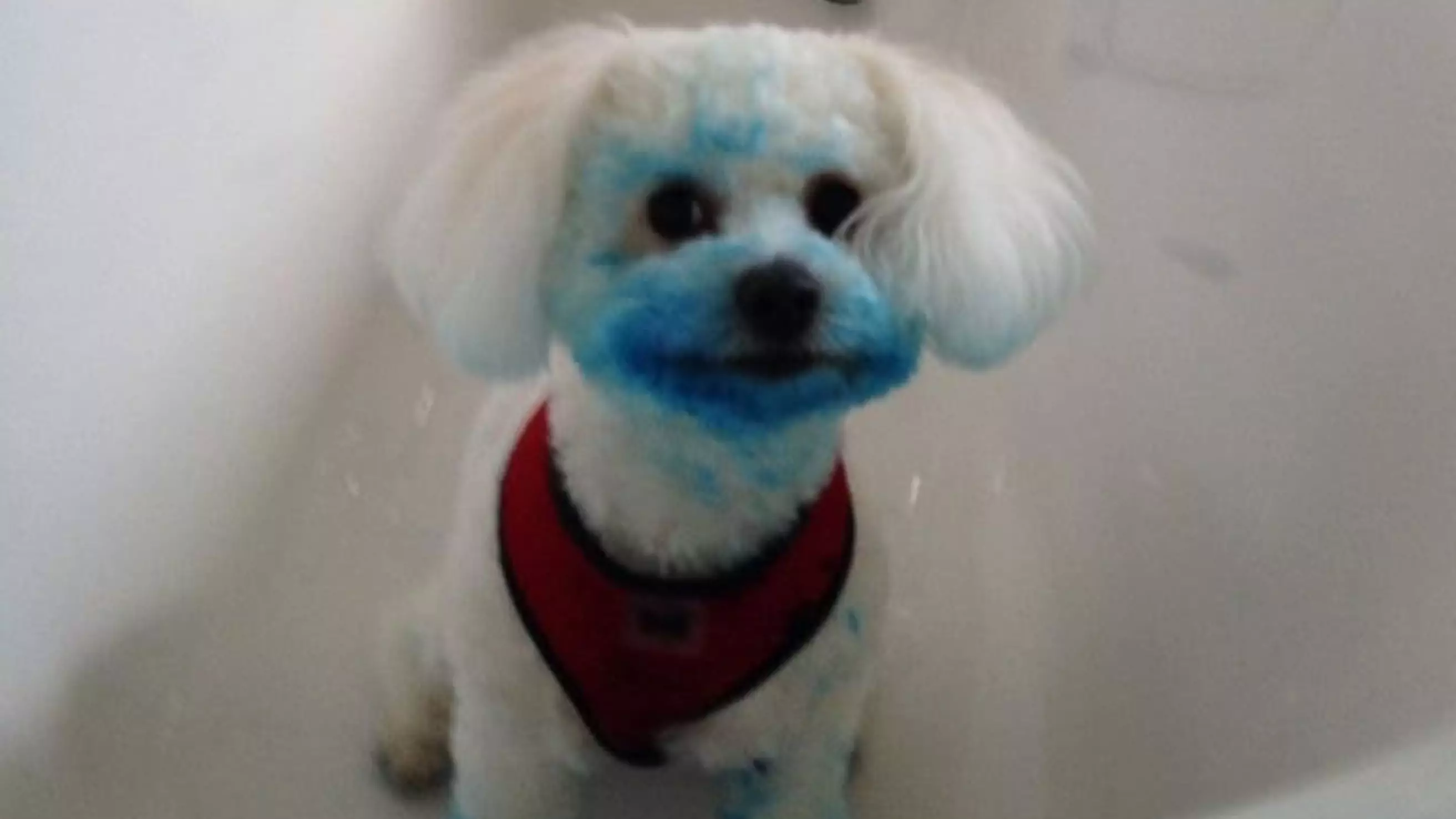 Dog Dyes Herself Bright Blue After Finding Ink Cartridge In The Bin