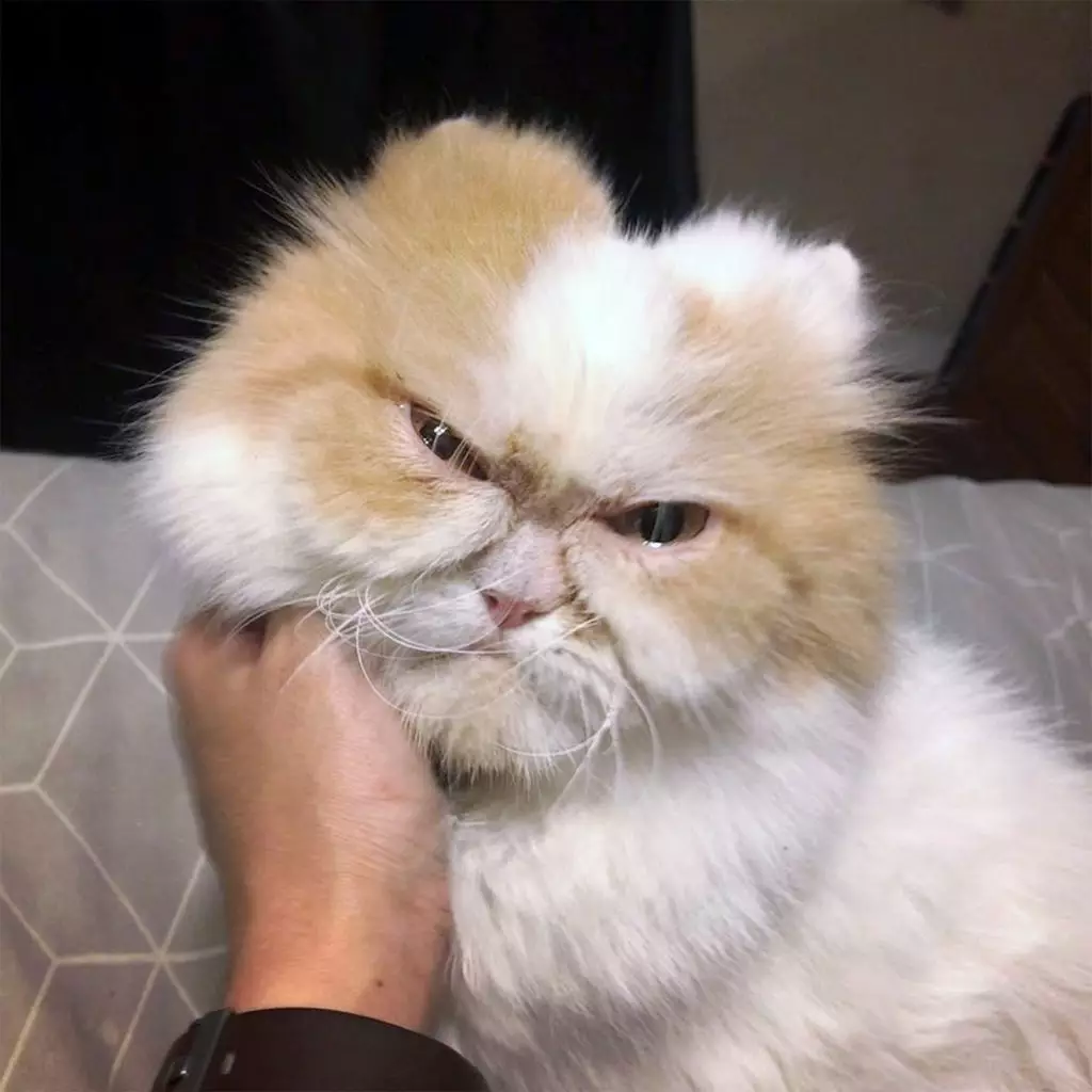 Louis is a six-year-old Persian cat.