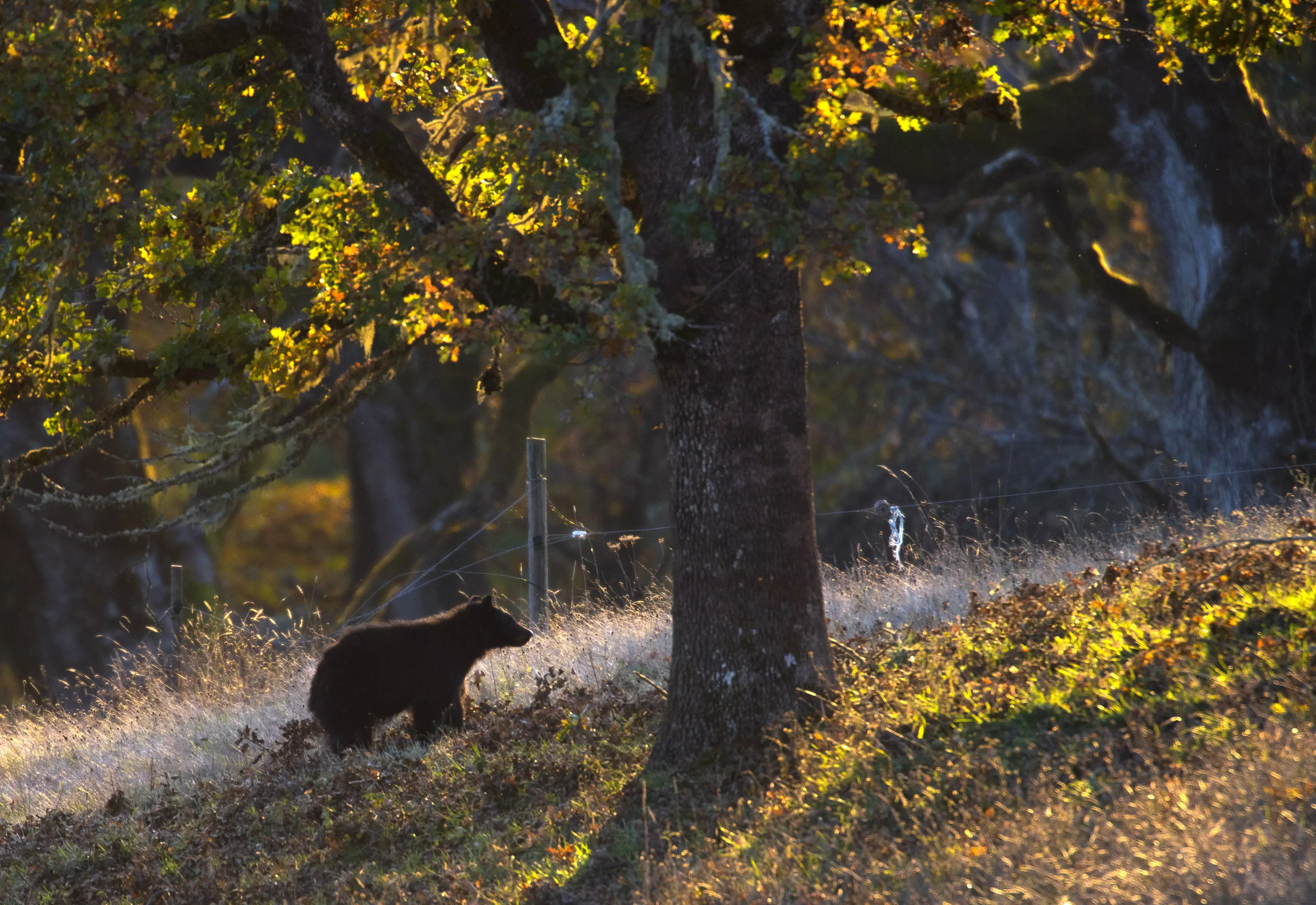 Black bears are pretty common in the area, but usually avoid humans.