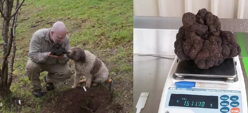 The Moment You Find An Absolutely Massive Truffle On Your Farm Thanks To The Dog