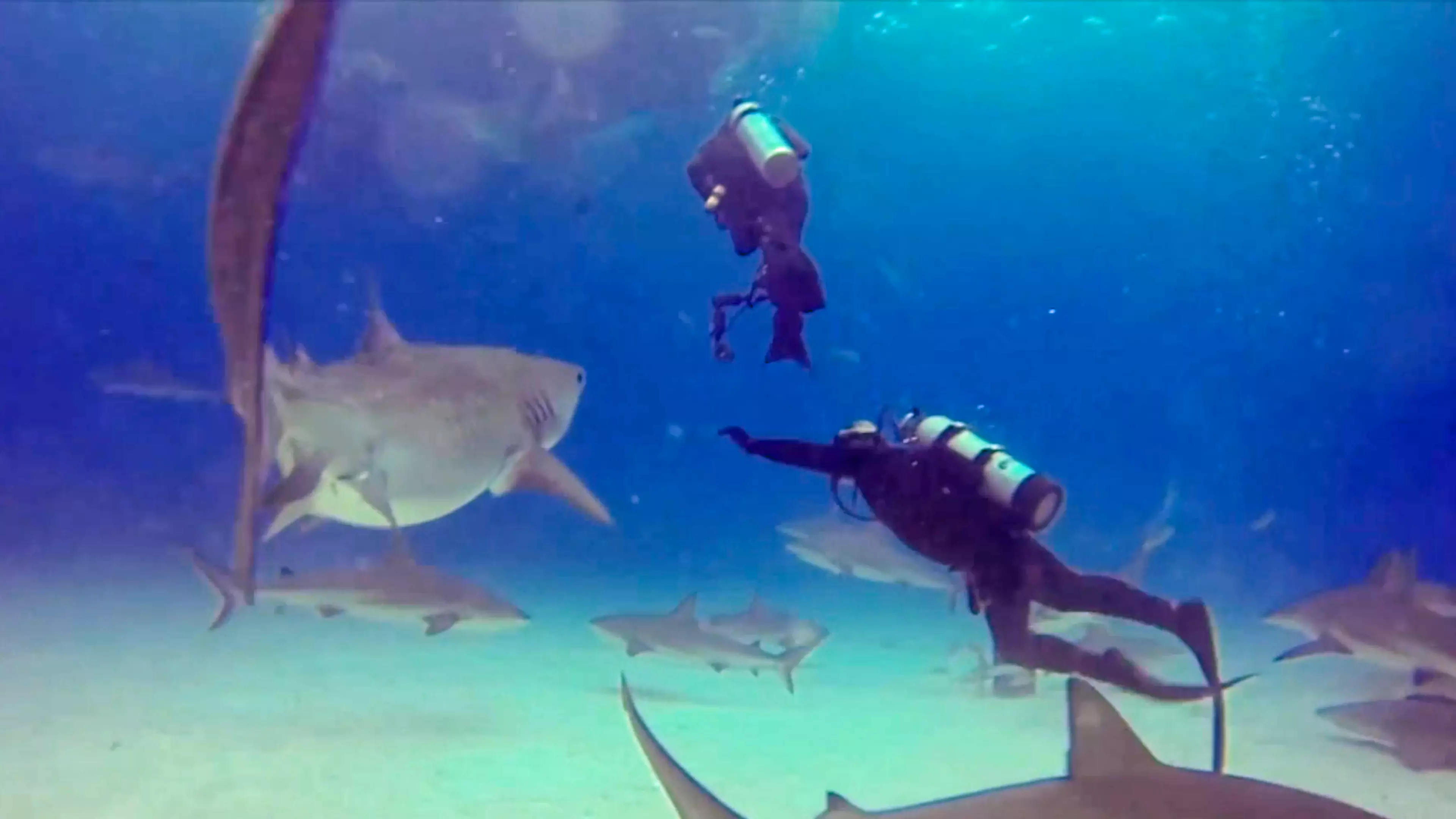 Diving Instructor Stops Shark From Biting One Of His Students