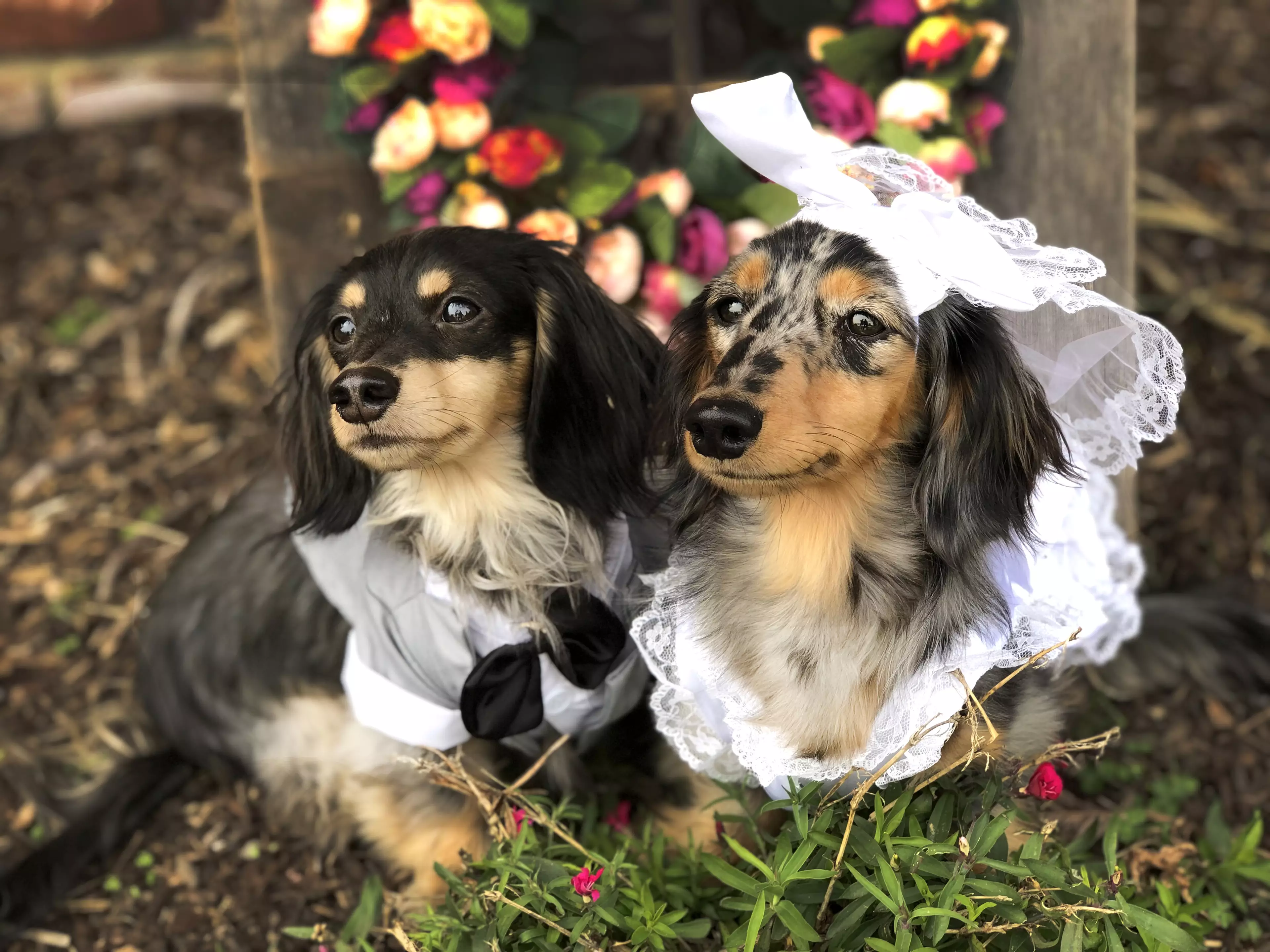 The cute pooches had outfits fit for the big day. (