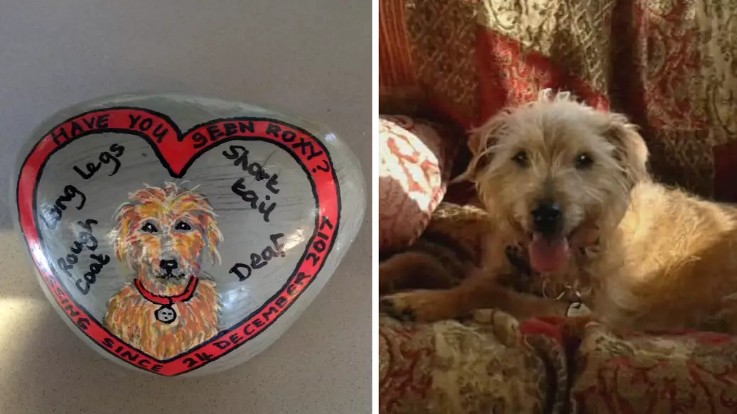 Heartbroken Dog Owners Have Portrait Painted On Pebbles To Find Missing Pet