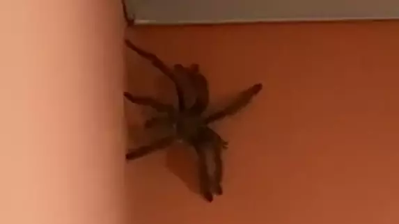 Humungous Spider Filmed On Wall Of House In Tobago