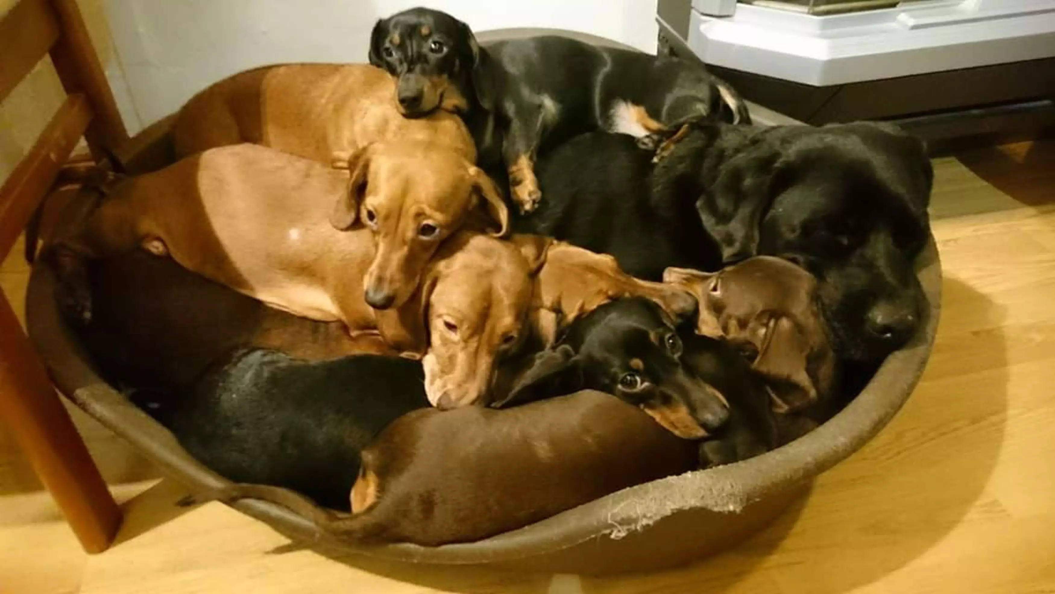 The family got their first sausage dog eight years ago and now has 16.