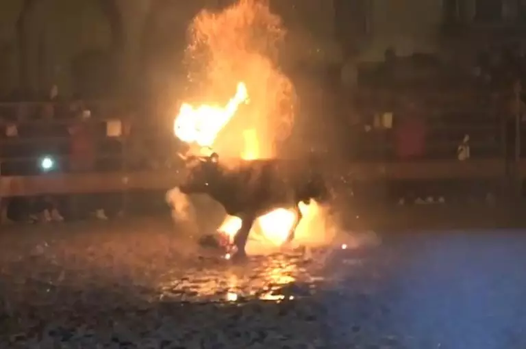 Toro De Fuego sees bulls set on fire.