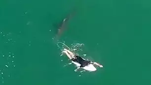 Drone Footage Shows Moment Surfer Is Stalked By Great White Shark