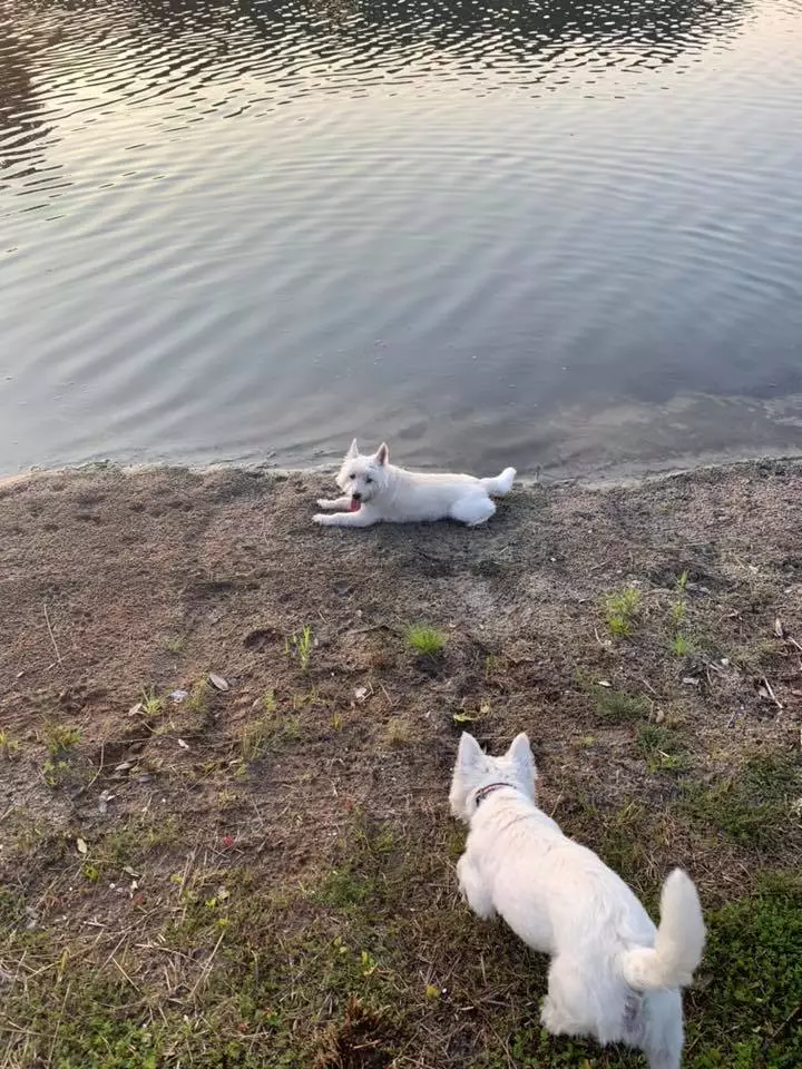 The three dogs died shortly after for going for a swim a pond in Wilmington.