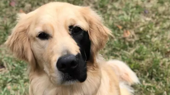 Adorable Golden Retriever Has Thousands Of Instagram Followers Due To Unusual Markings