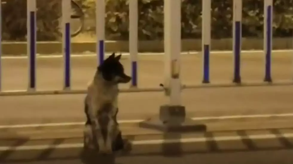 Mourning Dog Waits 80 Days On Busy Road Where Its Owner Died